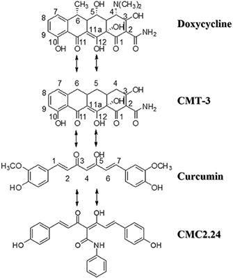 A Novel Chemically-Modified Curcumin 2.24: Short-Term Systemic Therapy for Natural Periodontitis in Dogs